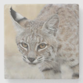 Bobcat Portrait Stone Untersetzer (Vorderseite)