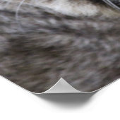 Bobcat Poster (Ecke)