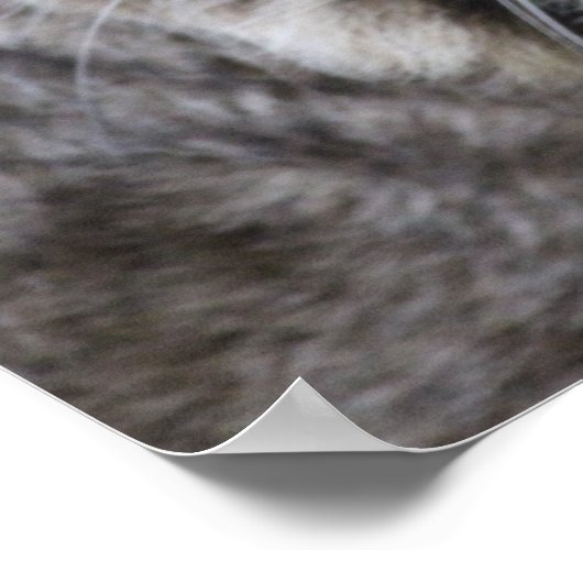 Bobcat Poster (Ecke)