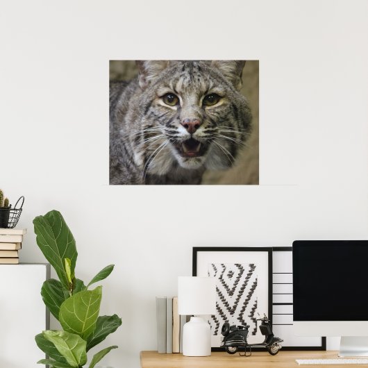 Bobcat Poster (Heimbüro)