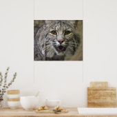 Bobcat Poster (Küche)