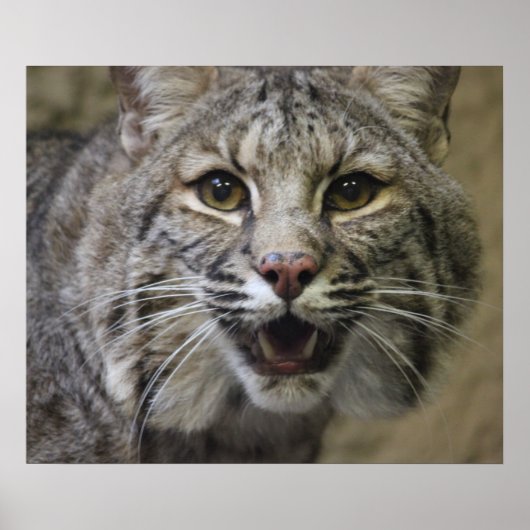Bobcat Poster (Vorne)