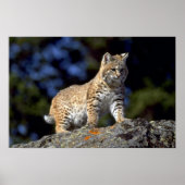 Bobcat Poster (Vorne)