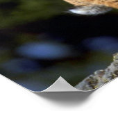 Bobcat Poster (Ecke)