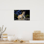 Bobcat Poster (Küche)