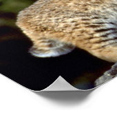 Bobcat Poster (Ecke)