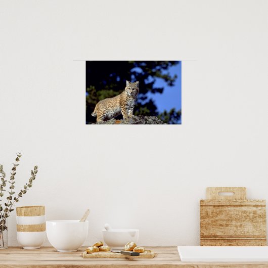 Bobcat Poster (Küche)