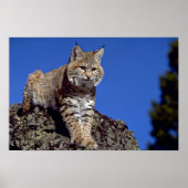Bobcat Poster (Vorne)