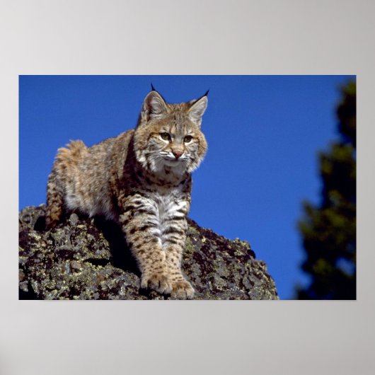 Bobcat Poster (Vorne)