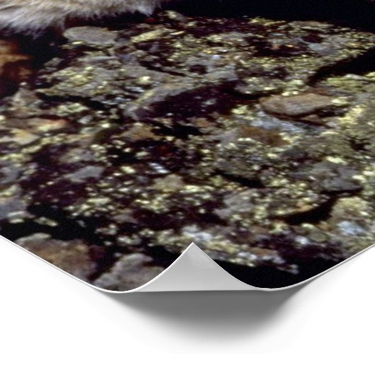 Bobcat Poster (Ecke)