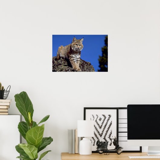 Bobcat Poster (Heimbüro)