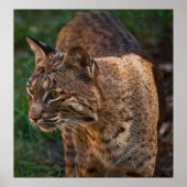 BobCat Poster (Vorne)