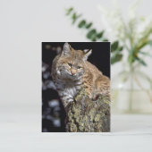 Bobcat Postkarte (Stehend Vorderseite)