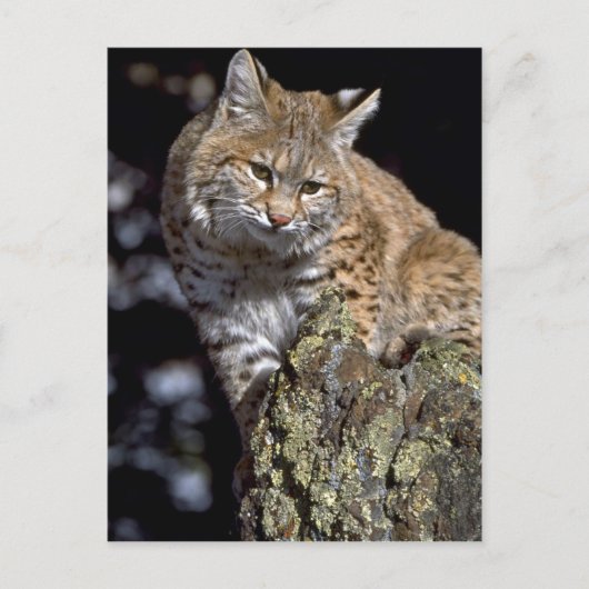 Bobcat Postkarte (Vorderseite)
