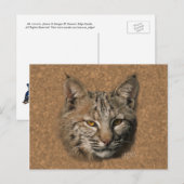 Bobcat Postkarte (Vorne/Hinten)