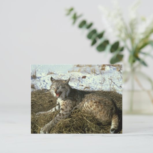 Bobcat Postkarte (Stehend Vorderseite)