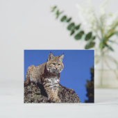 Bobcat Postkarte (Stehend Vorderseite)