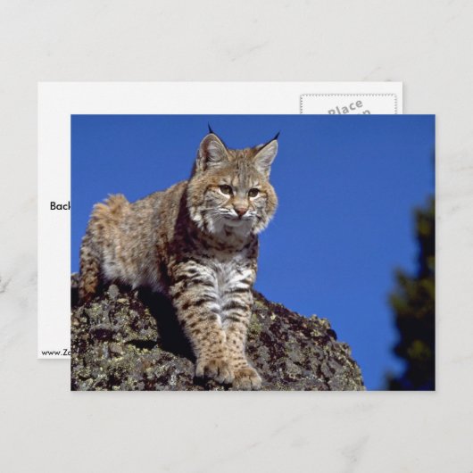 Bobcat Postkarte (Vorne/Hinten)