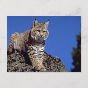 Bobcat Postkarte