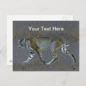 Bobcat Postkarte (Vorne/Hinten)