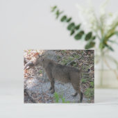 Bobcat Postkarte (Stehend Vorderseite)