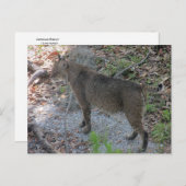Bobcat Postkarte (Vorne/Hinten)