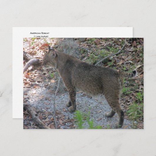 Bobcat Postkarte (Vorne/Hinten)
