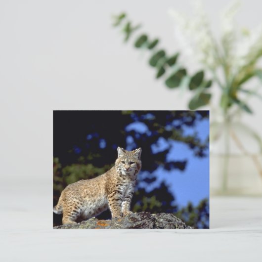 Bobcat Postkarte (Stehend Vorderseite)