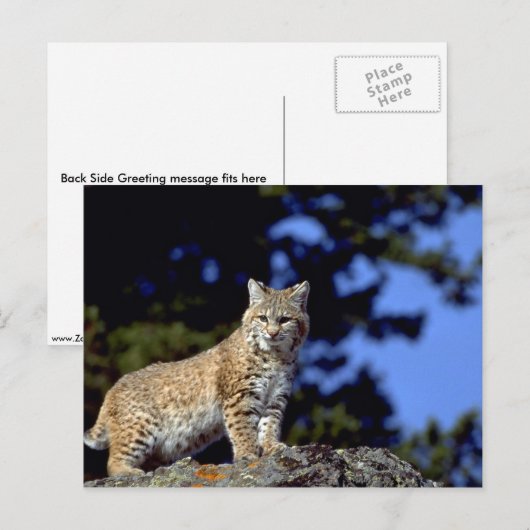 Bobcat Postkarte (Vorne/Hinten)