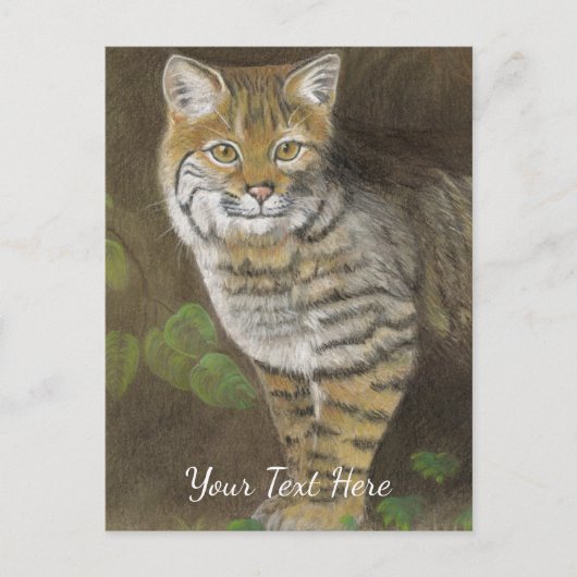 Bobcat Postkarte (Vorderseite)