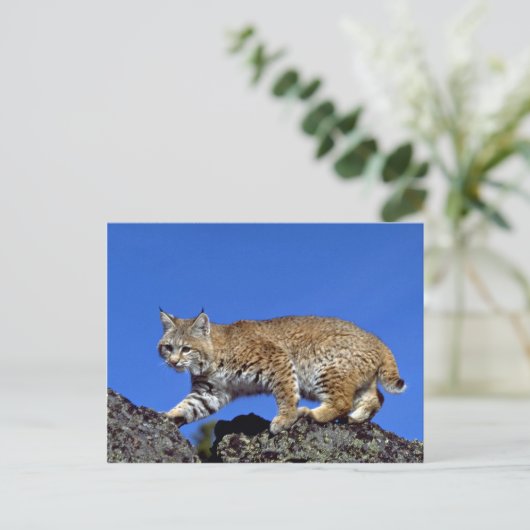 Bobcat Postkarte (Stehend Vorderseite)