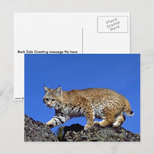 Bobcat Postkarte (Vorne/Hinten)