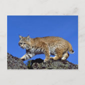 Bobcat Postkarte (Vorderseite)