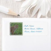 Bobcat Prowling (Insitu)