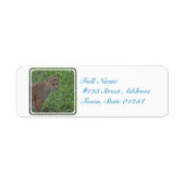 Bobcat Prowling (Vorne)