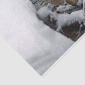 Bobcat Schneewasser-Foto Seidenpapier (Ausschnitt)