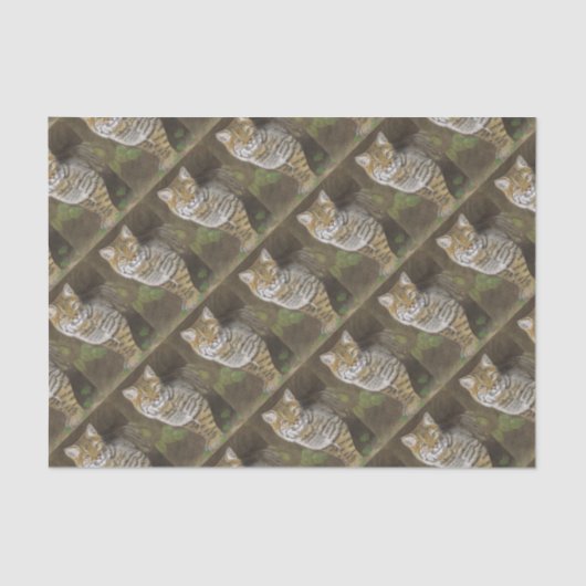 Bobcat Seidenpapier (Vorderseite)