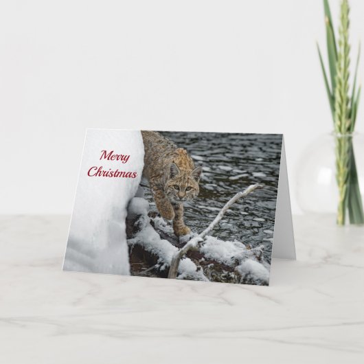 Bobcat Snow Water Foto Weihnachten (Vorderseite)