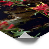 Bobcat-Sommerjunges Kätzchen in Hohlholz Poster (Ecke)