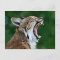 Bobcat Yawncard