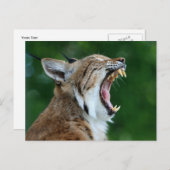 Bobcat Yawncard Postkarte (Vorne/Hinten)