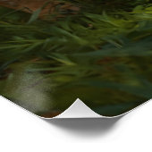 Bobcat Youngster and Forest Trail Poster (Ecke)