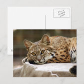 BobcatBCR018 Postkarte (Vorne/Hinten)