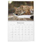 BobcatBCR031, Rotluchs Kalender (Feb 2027)