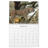 BobcatBCR031, Rotluchs Kalender (Jan 2027)