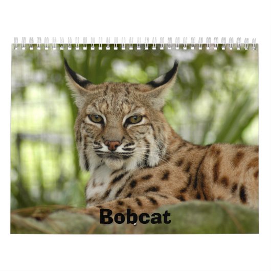 BobcatBCR031, Rotluchs Kalender (Titelbild)
