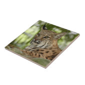 BobcatBCR032 Fliese (Seite)