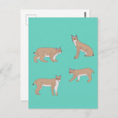Bobcats Postkarte (Vorne/Hinten)