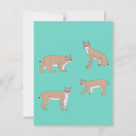 Bobcats Postkarte