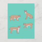 Bobcats Postkarte (Vorderseite)